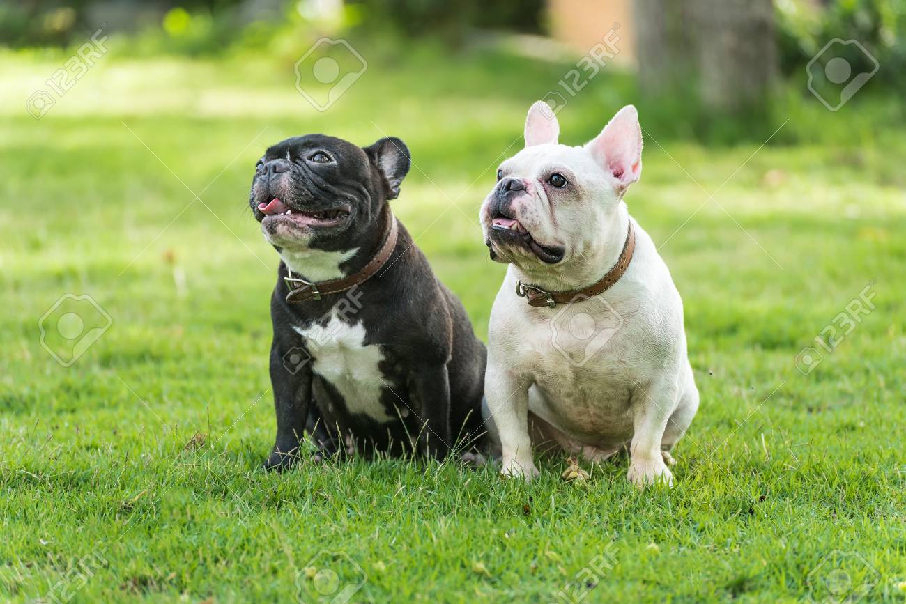 Immagini Stock Un Gioco Del Due Bulldog Francese In Bianco E Nero