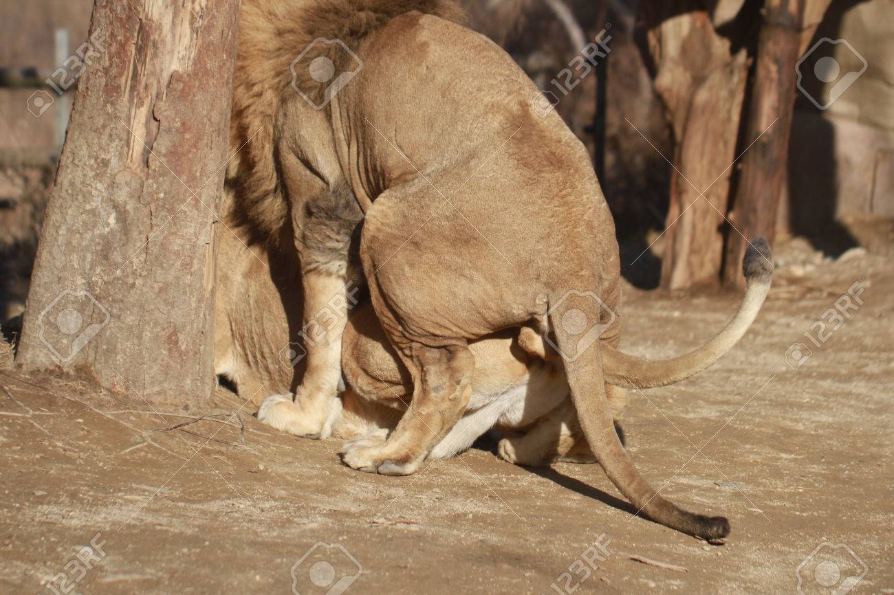 国有林 愛を作る哺乳類で交配ペアであるライオンの背中 の写真素材 画像素材 Image