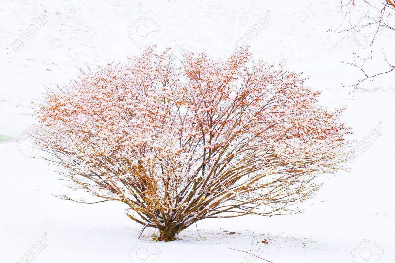 赤い冬低木 の写真素材 画像素材 Image