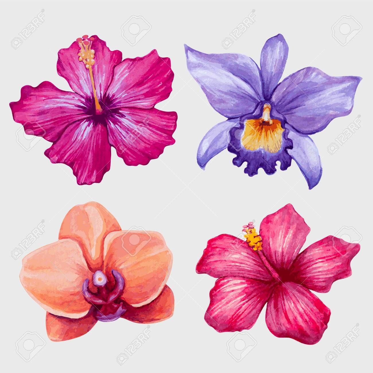 watercolor tropical flowers royalty free cliparts vectors and