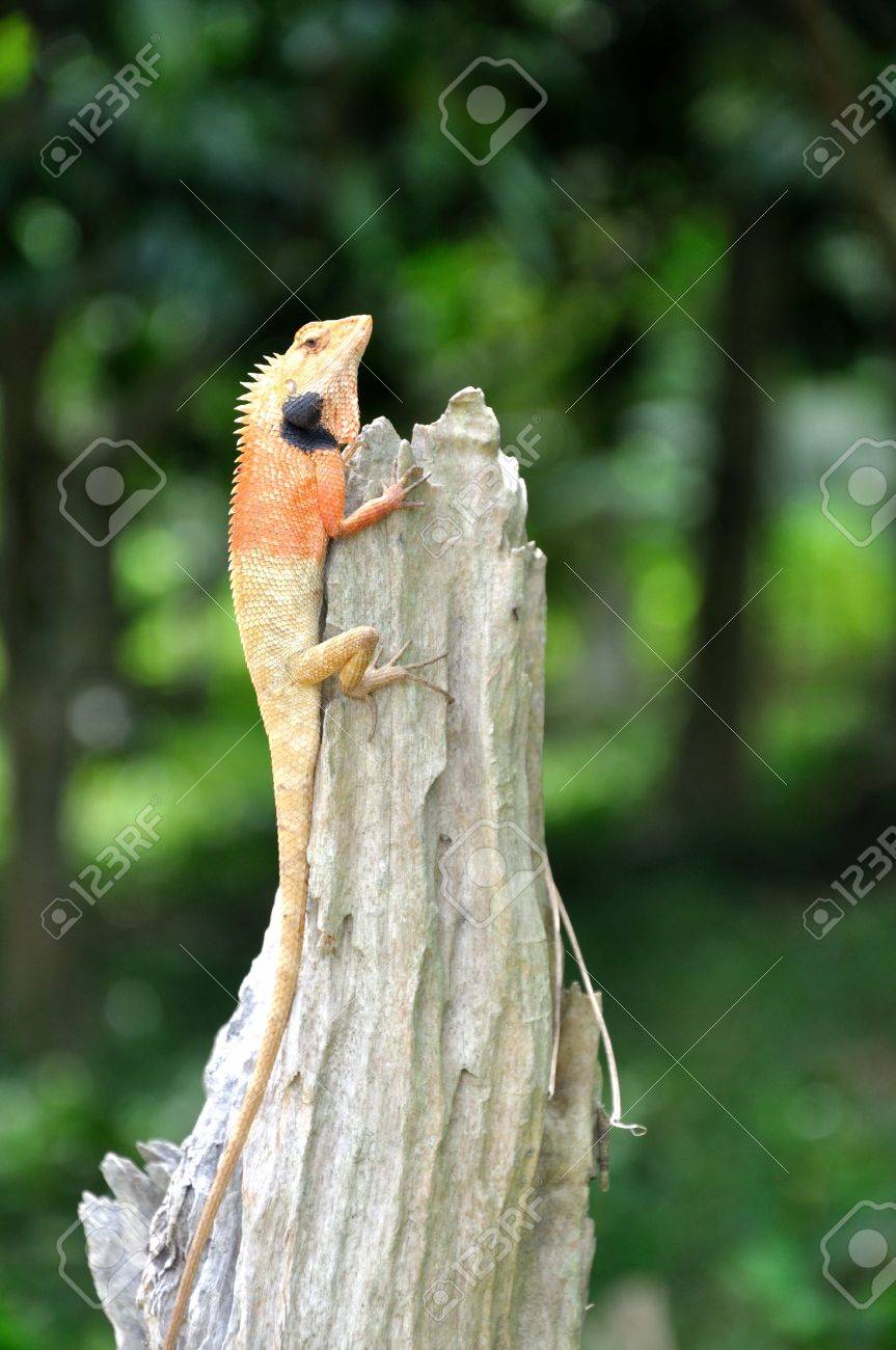 etiam-dictum-ipsum-a-felis