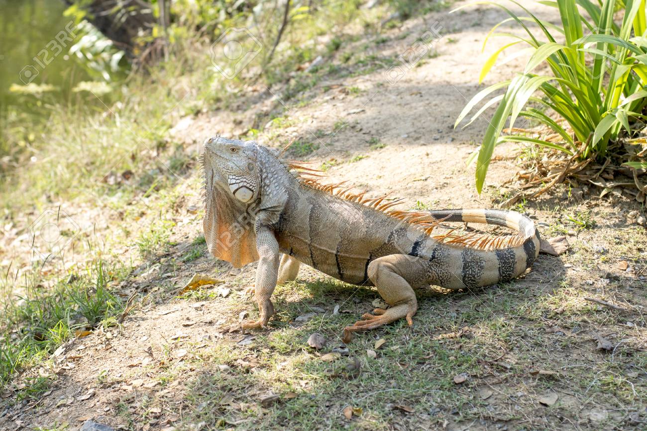 giant iguana