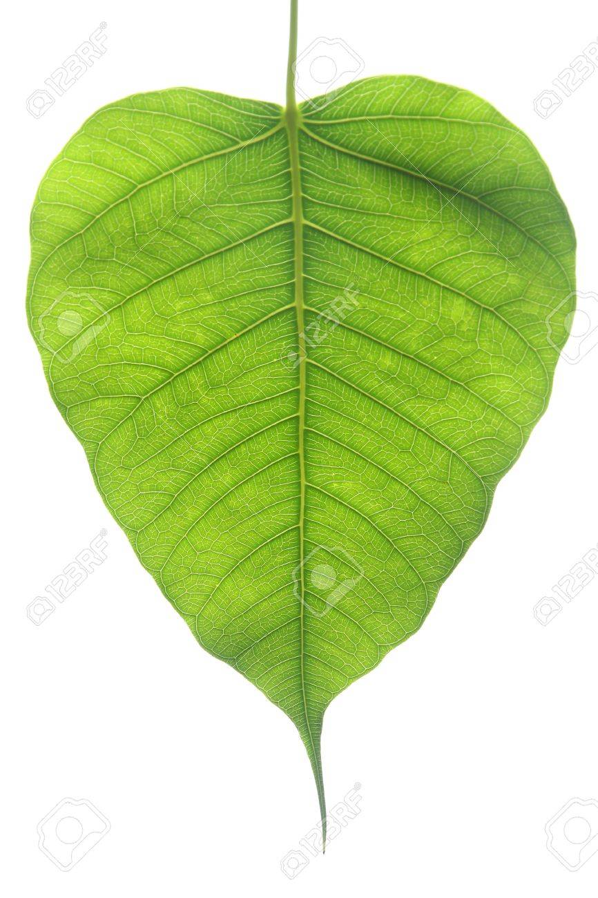 Banyan Tree Young Leaf Ficus Religiosa Plant Stock Photo Picture And Royalty Free Image Image 30614622