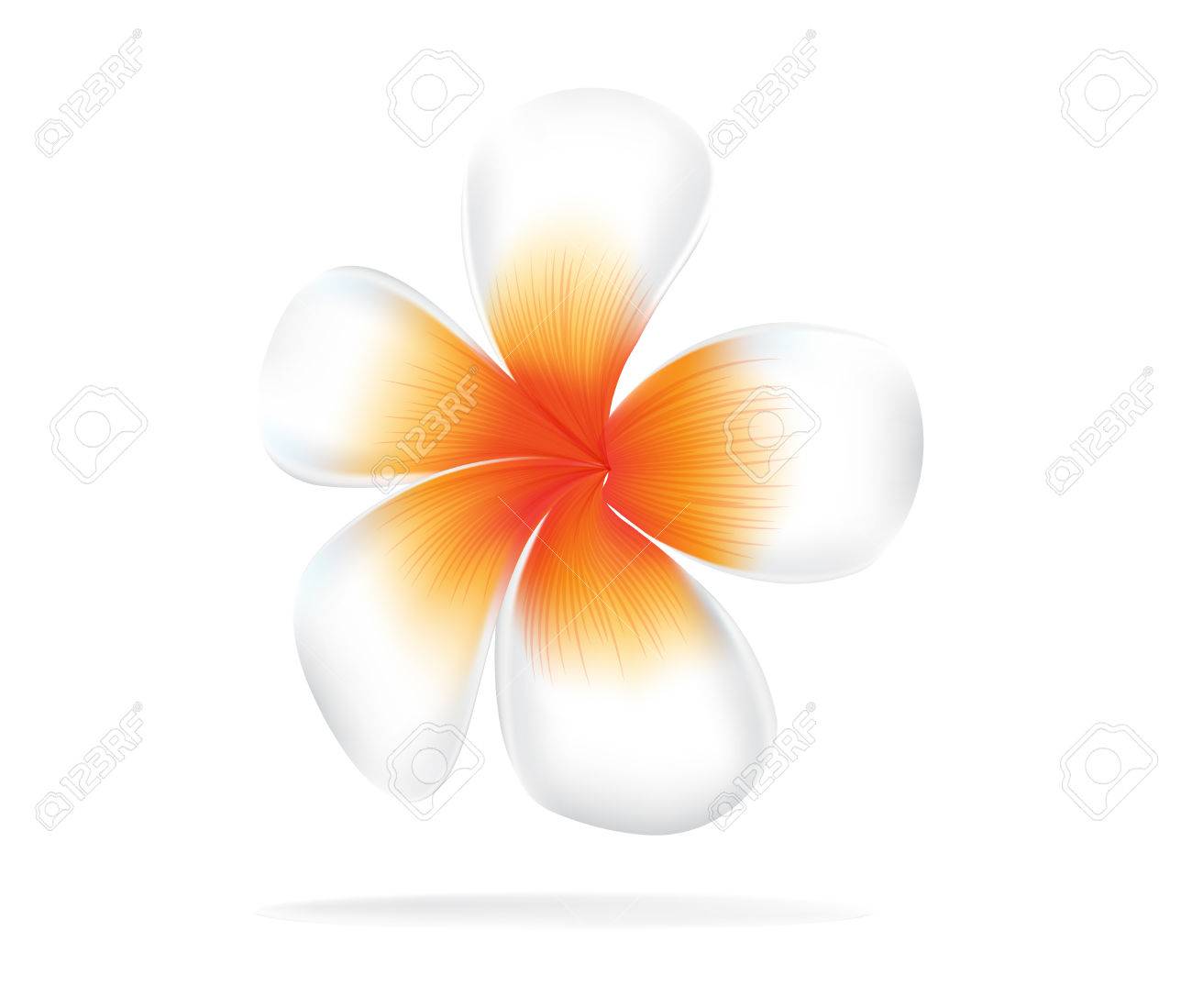ハワイの花プルメリア 白い背景に白いプルメリアのイラストのイラスト素材 ベクタ Image ハワイの花プルメリア 白い背景に白いプルメリアのイラストのイラスト素材 ベクタ Image