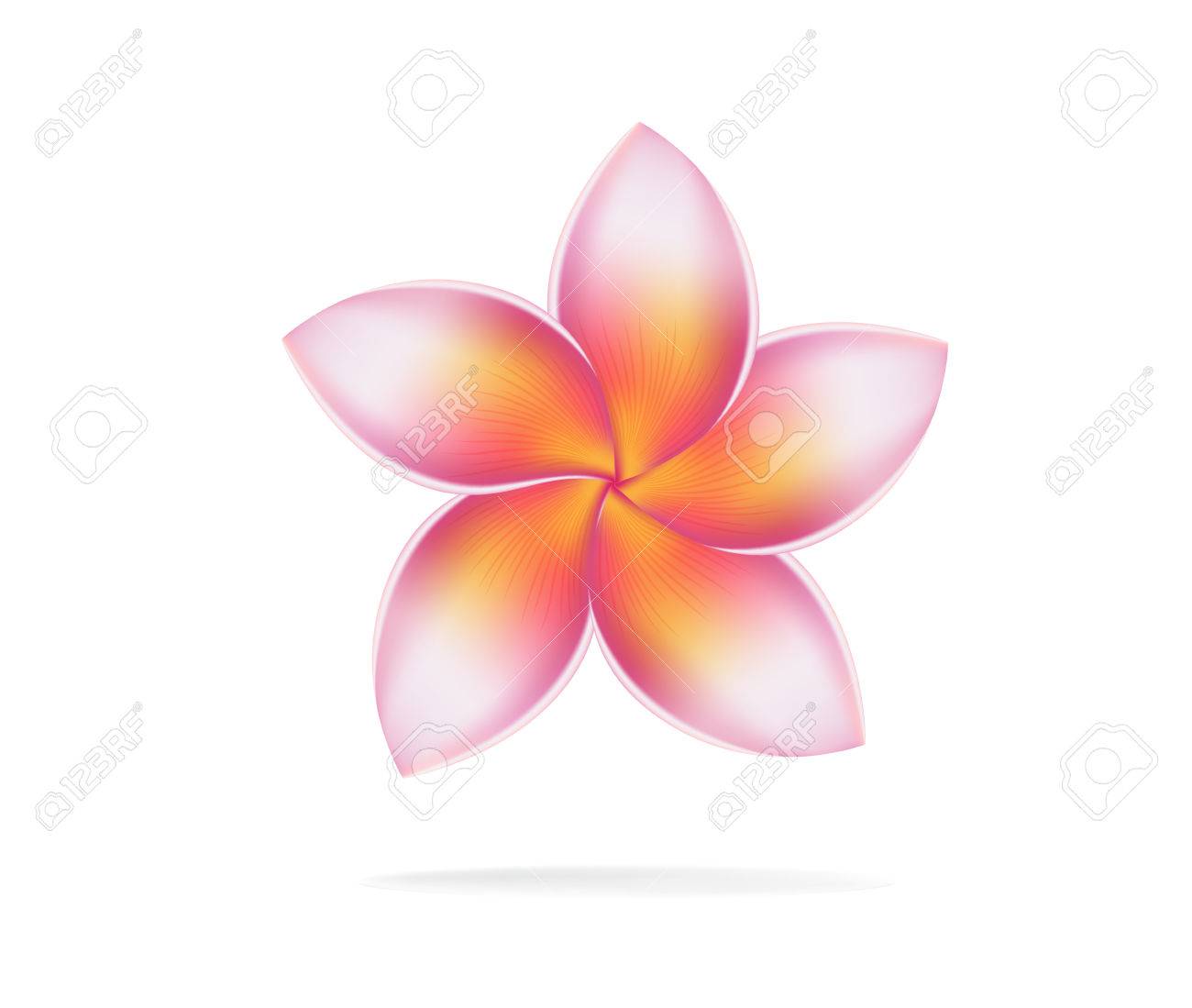 ハワイの花プルメリア 白い背景の上のプルメリア ヤマモモのイラスト のイラスト素材 ベクタ Image