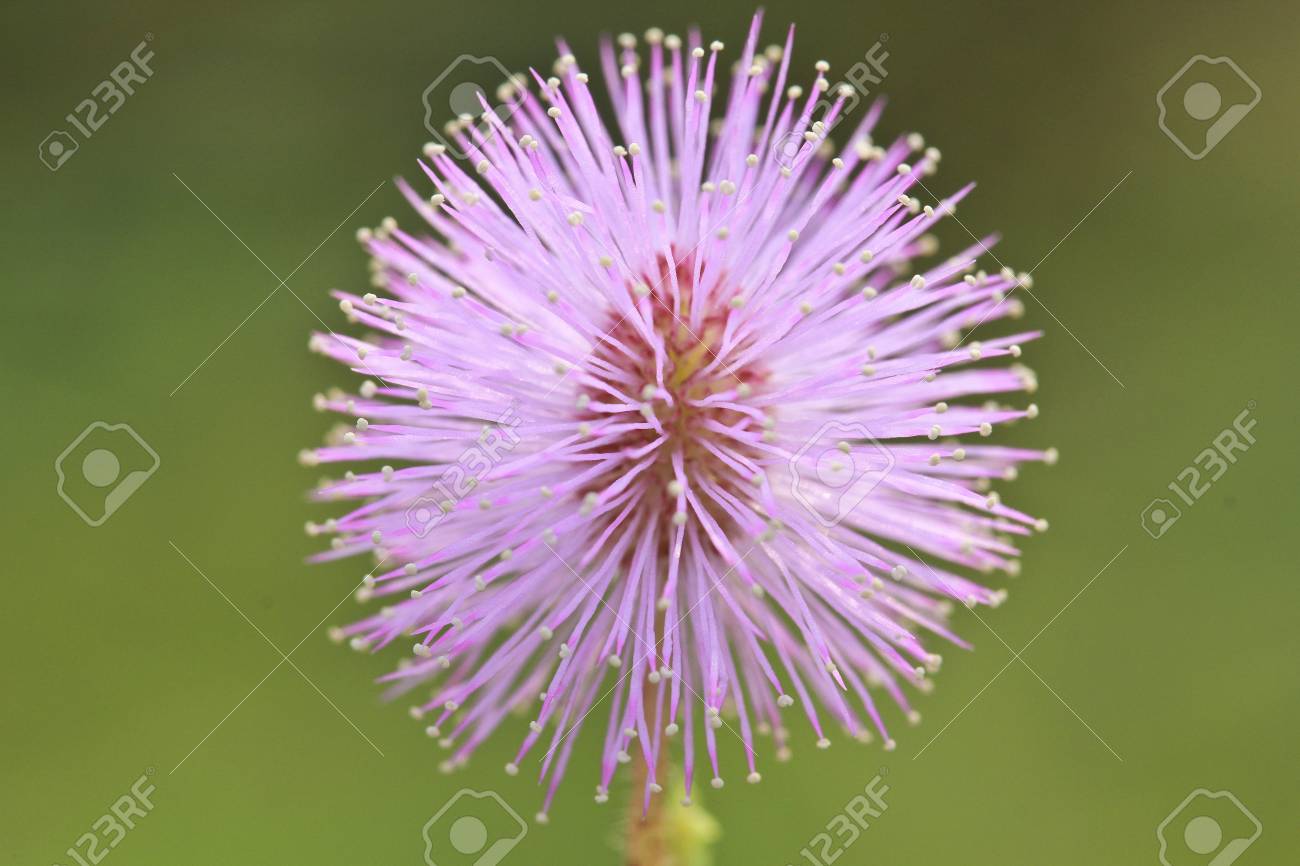 ピンクの花 敏感な植物 ミモザのマクロ花粉 の写真素材 画像素材 Image