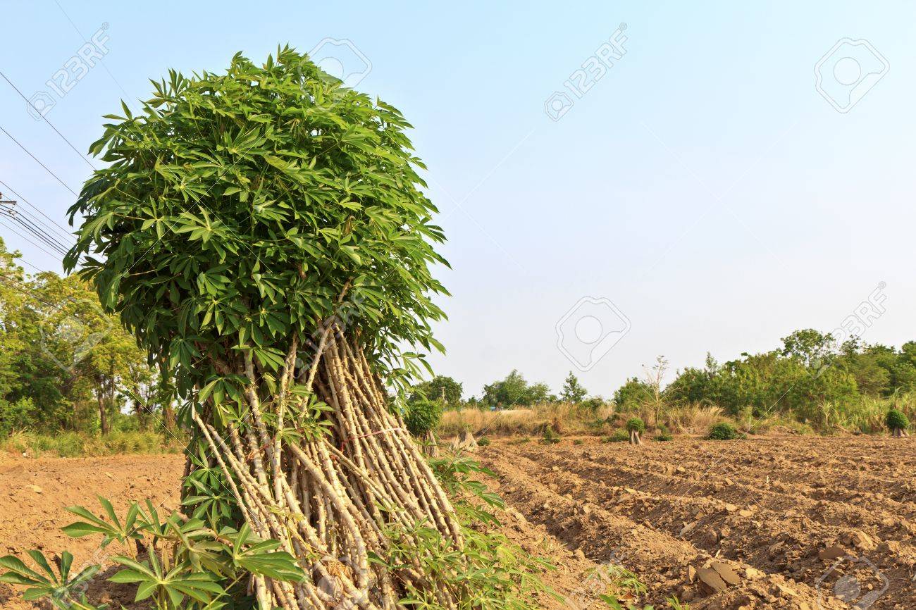 Zuchter Baumchen Von Maniok Oder Maniok Pflanze Auf Dem Feld Lizenzfreie Fotos Bilder Und Stock Fotografie Image 18942589