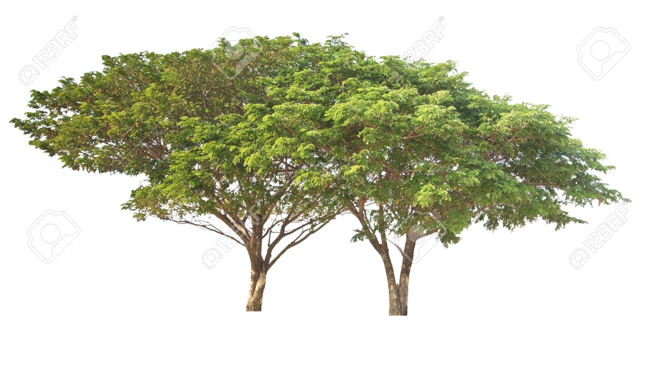 Big Tree Isolated Common Name Saman Rain Tree Monkeypod Stock Photo Picture And Royalty Free Image Image Big Tree Isolated Common Name Saman Rain Tree Monkeypod Stock Photo Picture And Royalty Free Image Image