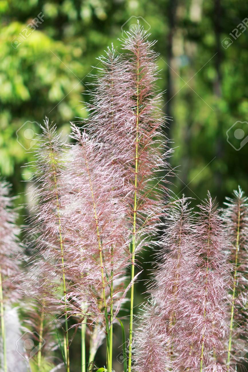 草の花や葦の花 の写真素材 画像素材 Image