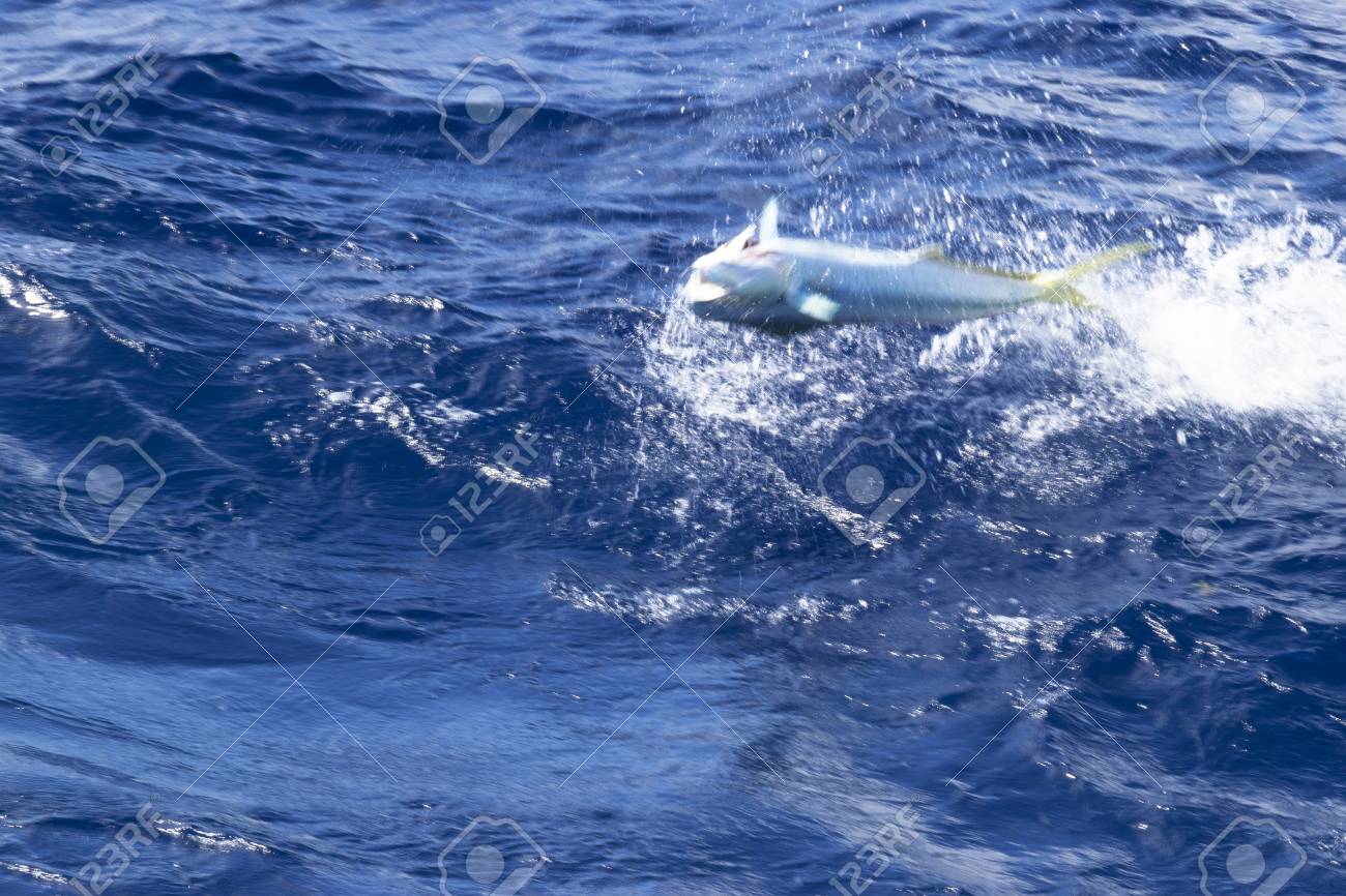 Jumping Mahi