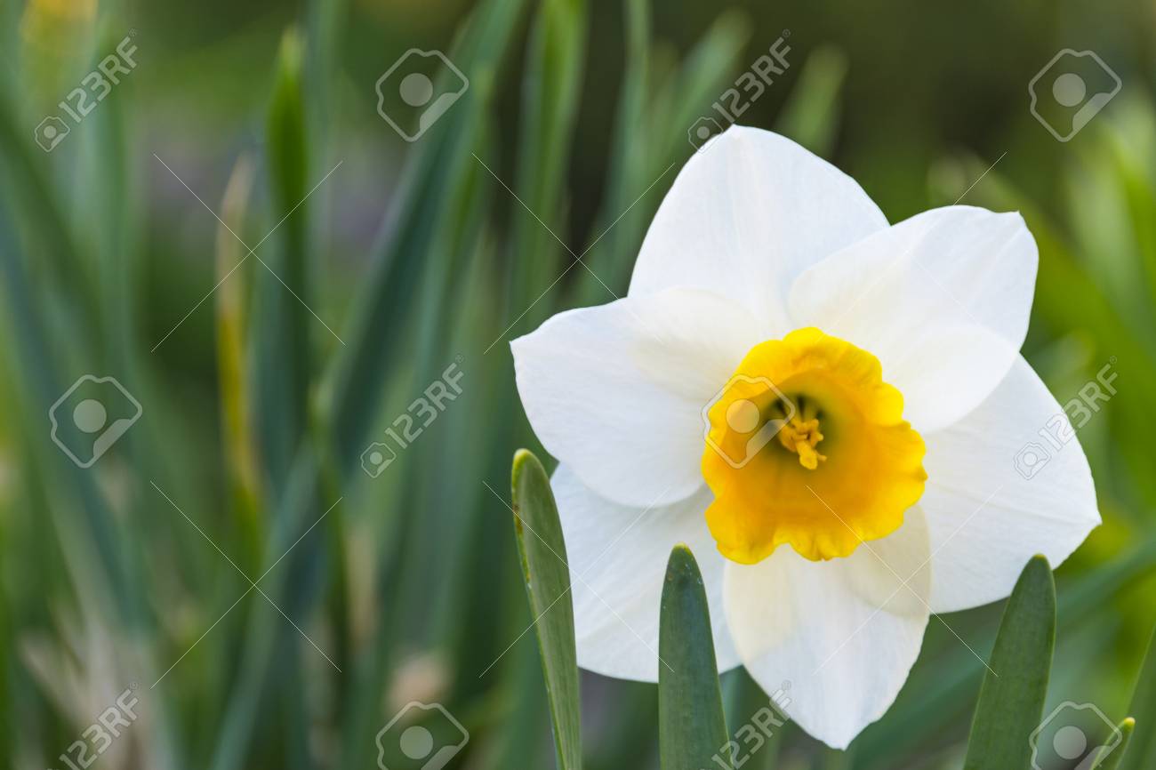 spring white daffodils flower fresh white narcissus still life