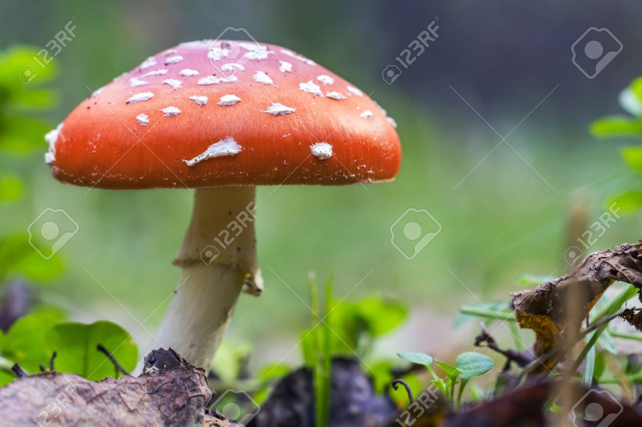 赤いベニテングタケ キノコや草の毒キノコ おとぎ話のカラフルなイメージ 有毒キノコです 白い点線の赤いキノコ の写真素材 画像素材 Image