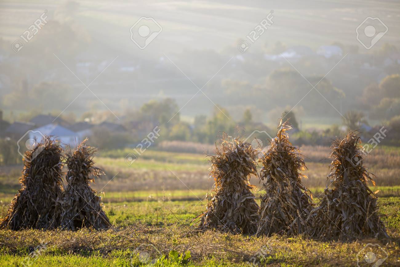 Golden Sheaves