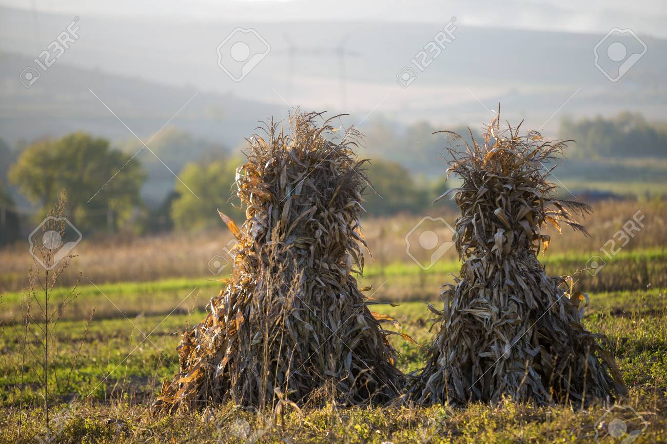 Golden Sheaves