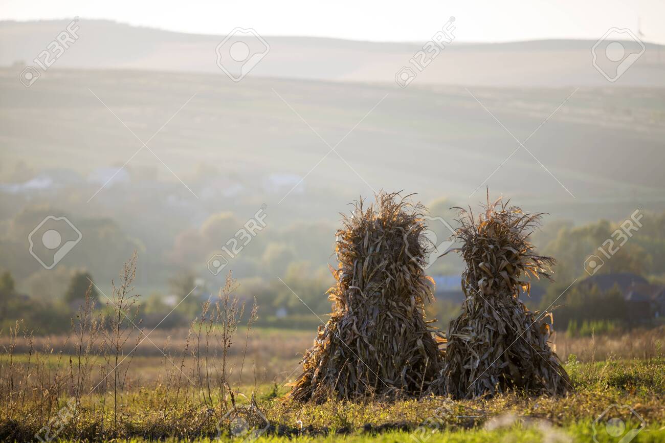 Golden Sheaves