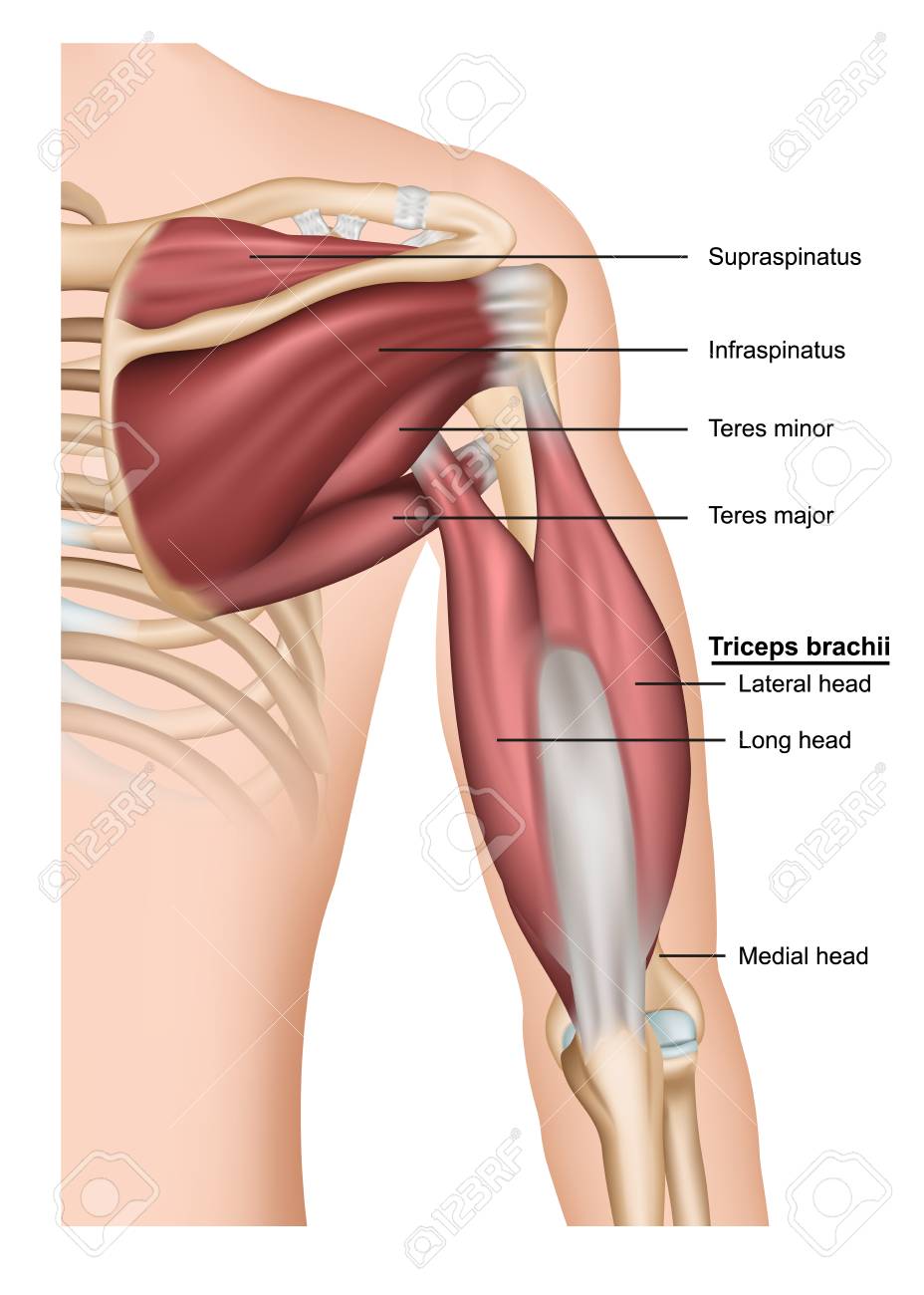 Triceps brachii 3d medical vector illustration on white background, human arm from behind - 117795592 Triceps brachii 3d medical vector illustration on white background, human arm from behind - 117795592