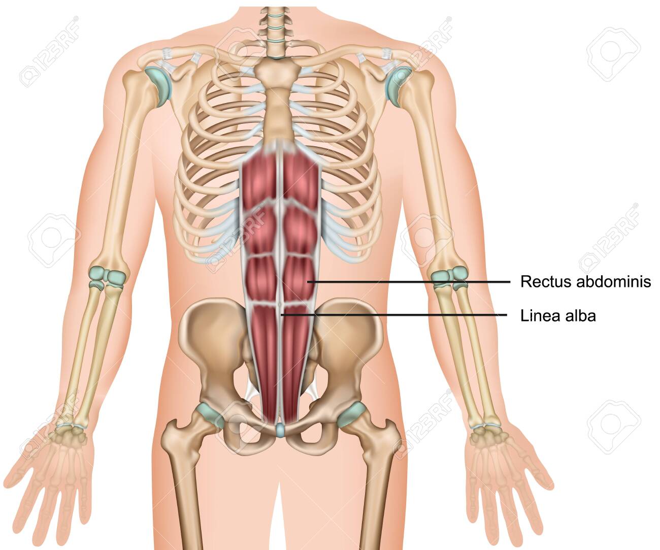 Rectus abdominis muscle 3d medical vector illustration - 124273636 Rectus abdominis muscle 3d medical vector illustration - 124273636