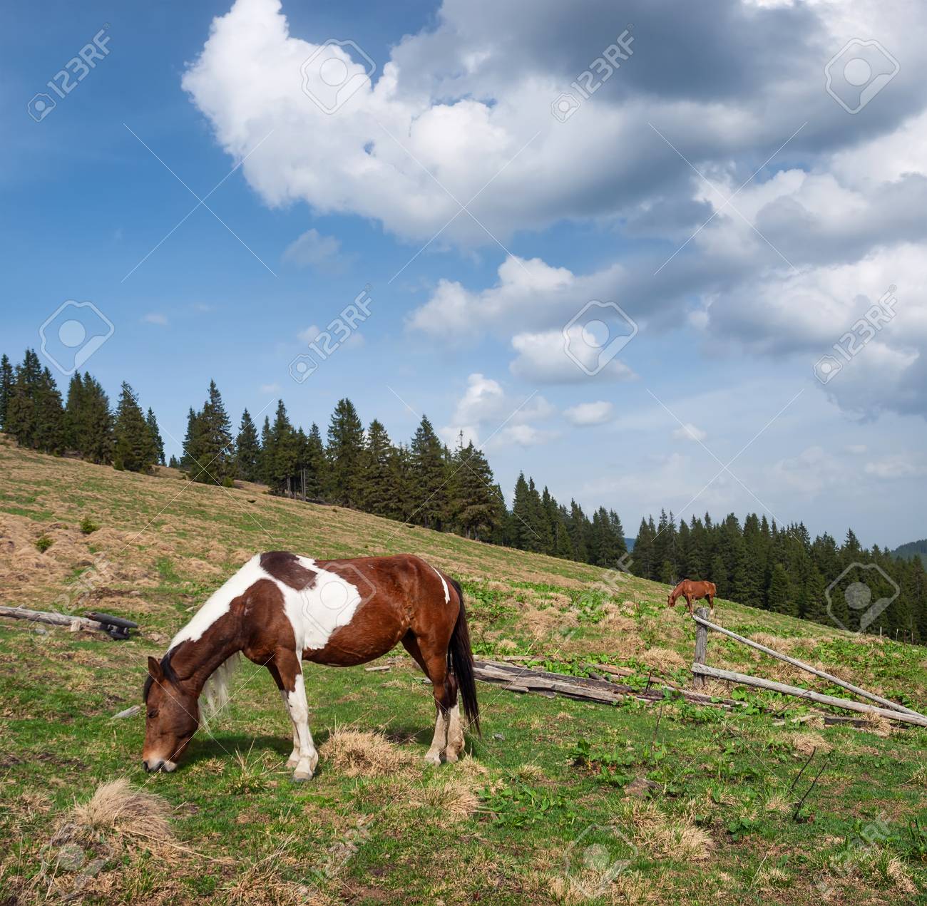 馬山の谷で 動物と自然の美しい風景 の写真素材 画像素材 Image 馬山の谷で 動物と自然の美しい風景 の写真素材 画像素材 Image