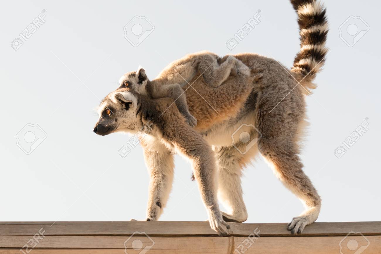 Cute Baby Lemur On The Back Of His Mother Going On A Walk Stock