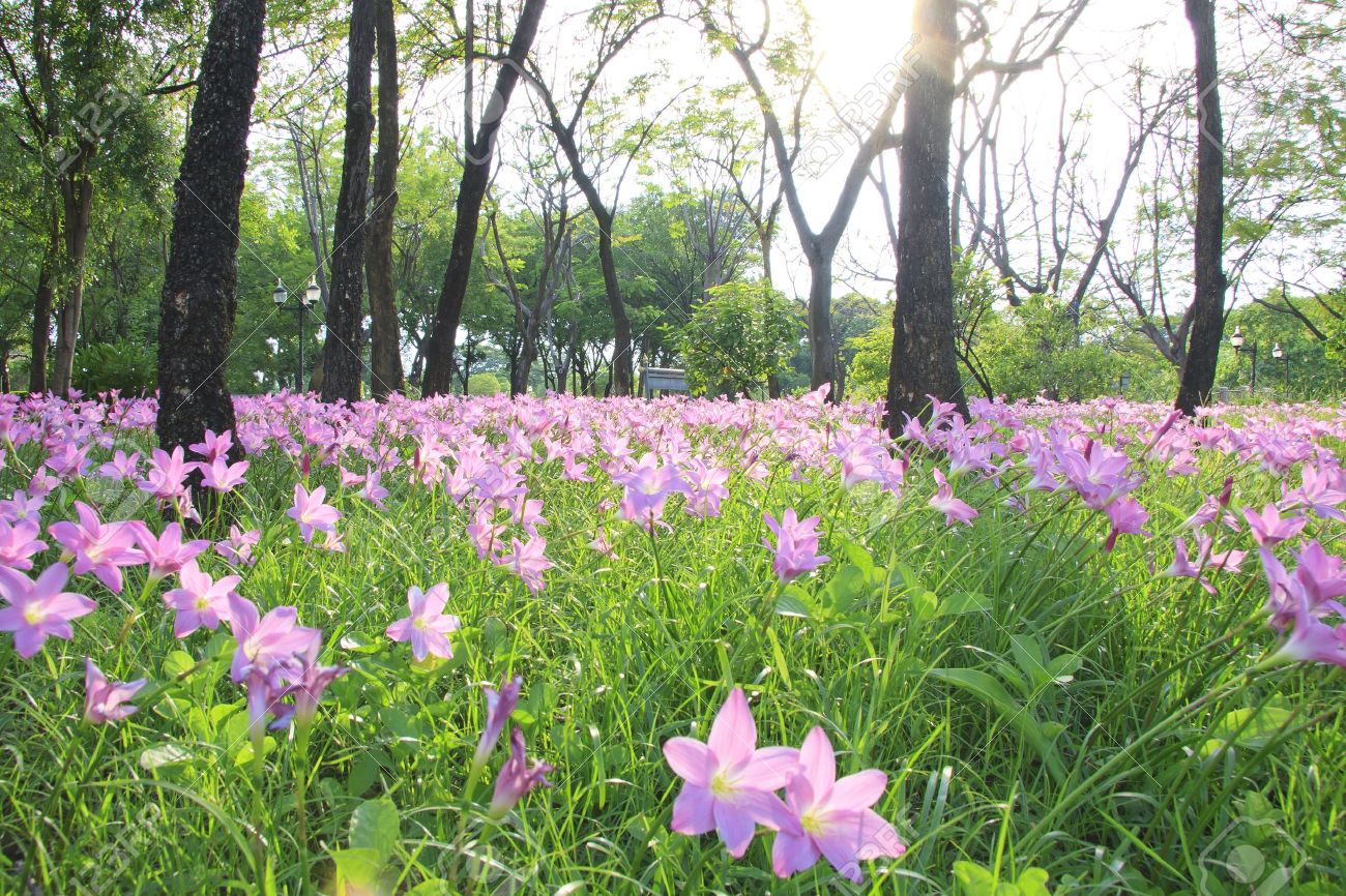 Light pink flowers and trees, evening