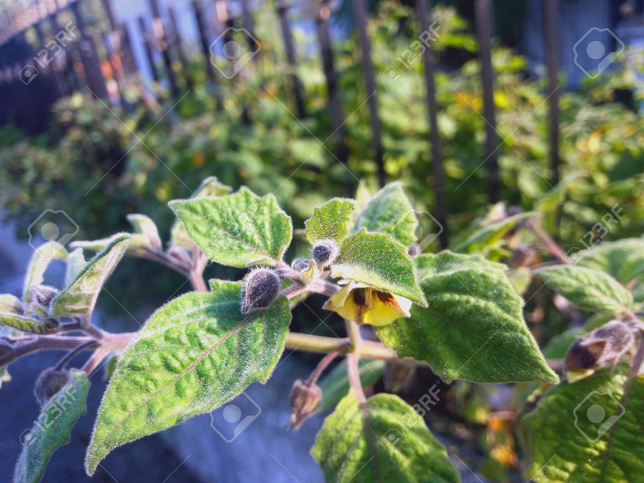 etiam-dictum-ipsum-a-felis