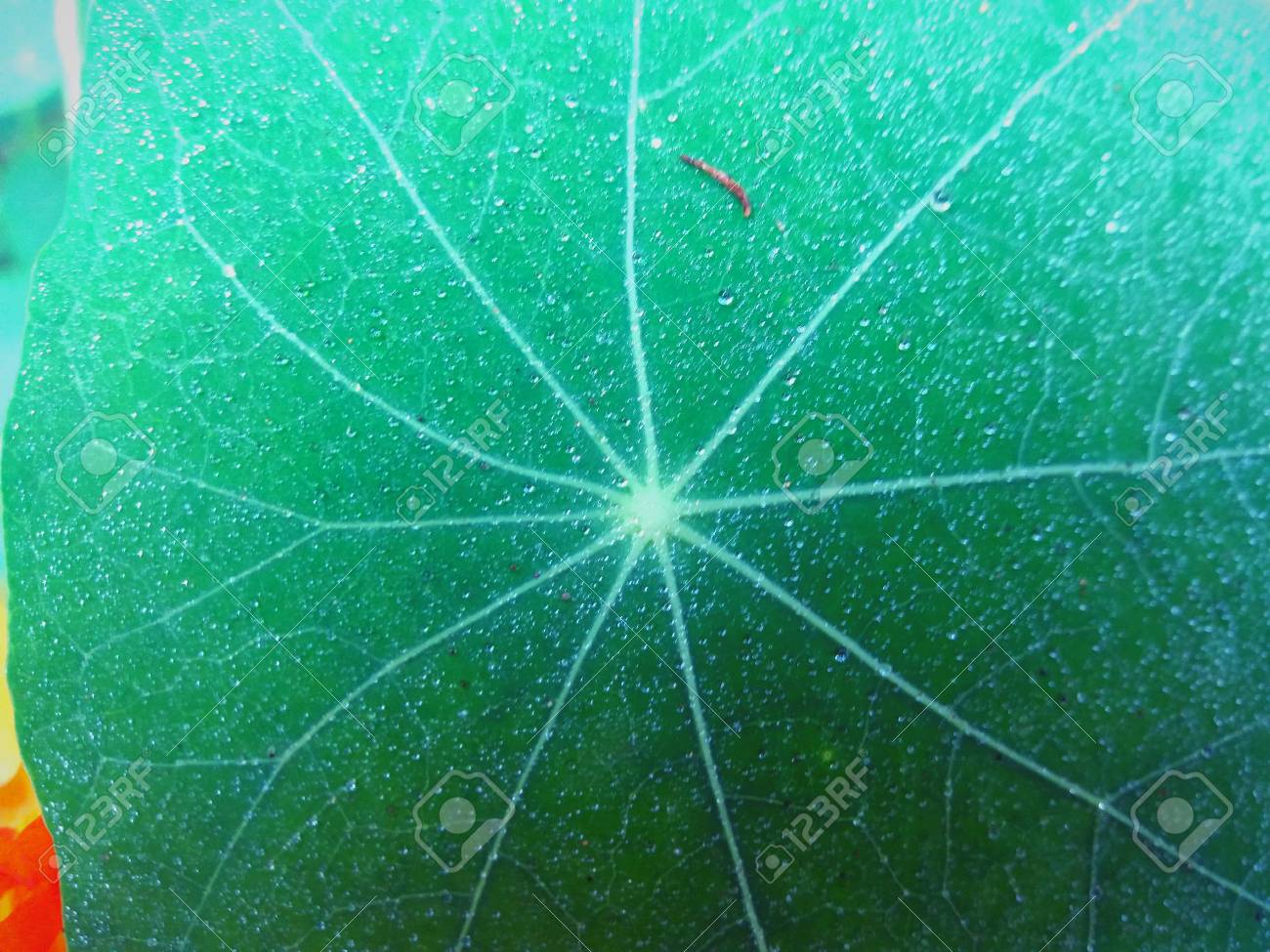 etiam-dictum-ipsum-a-felis