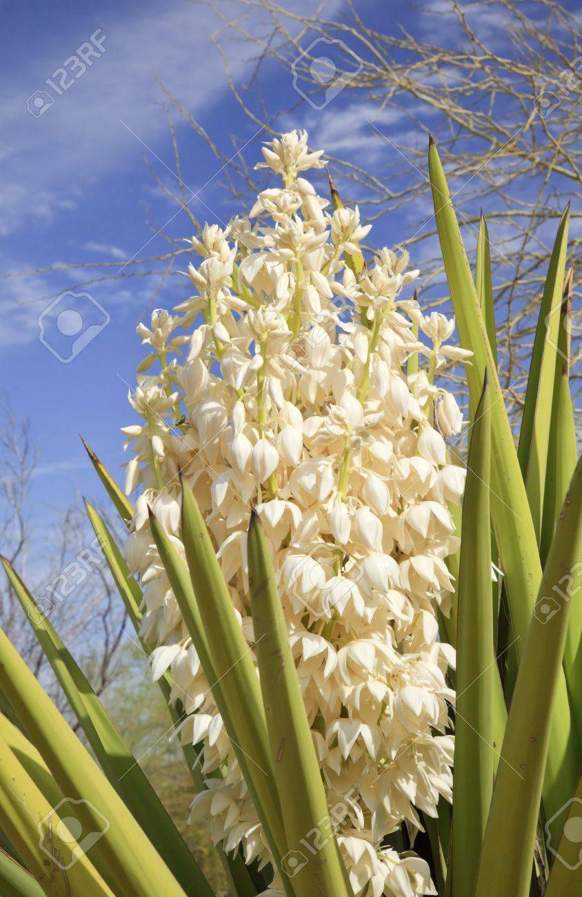 White Yucca Cactus Flowers Blossums Desert Botanical Garden Papago Stock Photo Picture And Royalty Free Image Image 10293409
