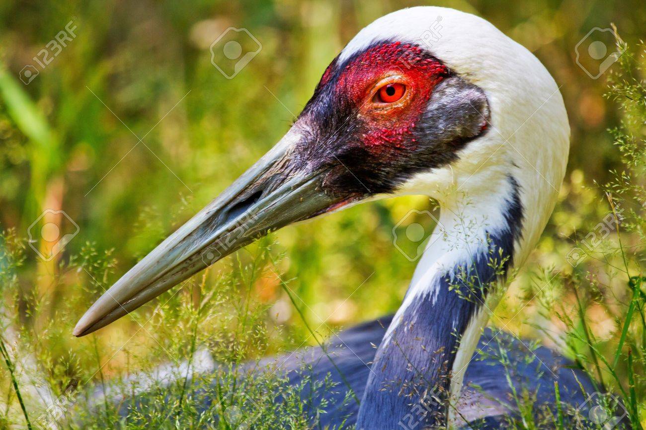 アジア ナベヅル草 クローズ アップの頭と赤目修正 タンチョウ Monacuhus プロファイル の写真素材 画像素材 Image