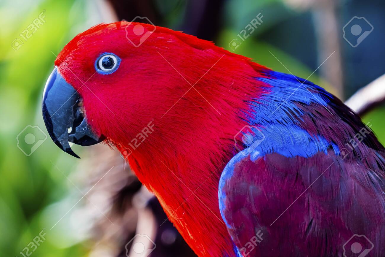 Red Blue Female Eclectus Parrot Close 
