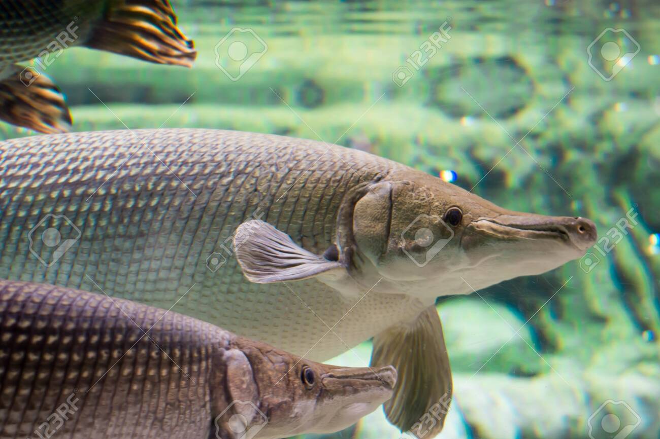 Arapaima Gigas Also Known As Pirarucu Is A Species Of Arapaima Stock Photo Picture And Royalty Free Image Image Arapaima Gigas Also Known As Pirarucu Is A Species Of Arapaima Stock Photo Picture And Royalty Free Image Image