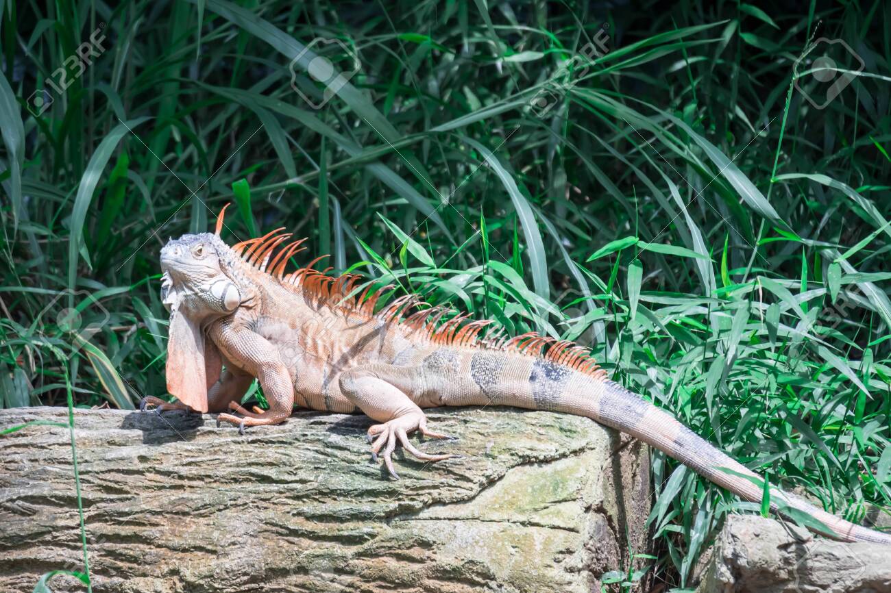 herbivorous lizard and popular pet