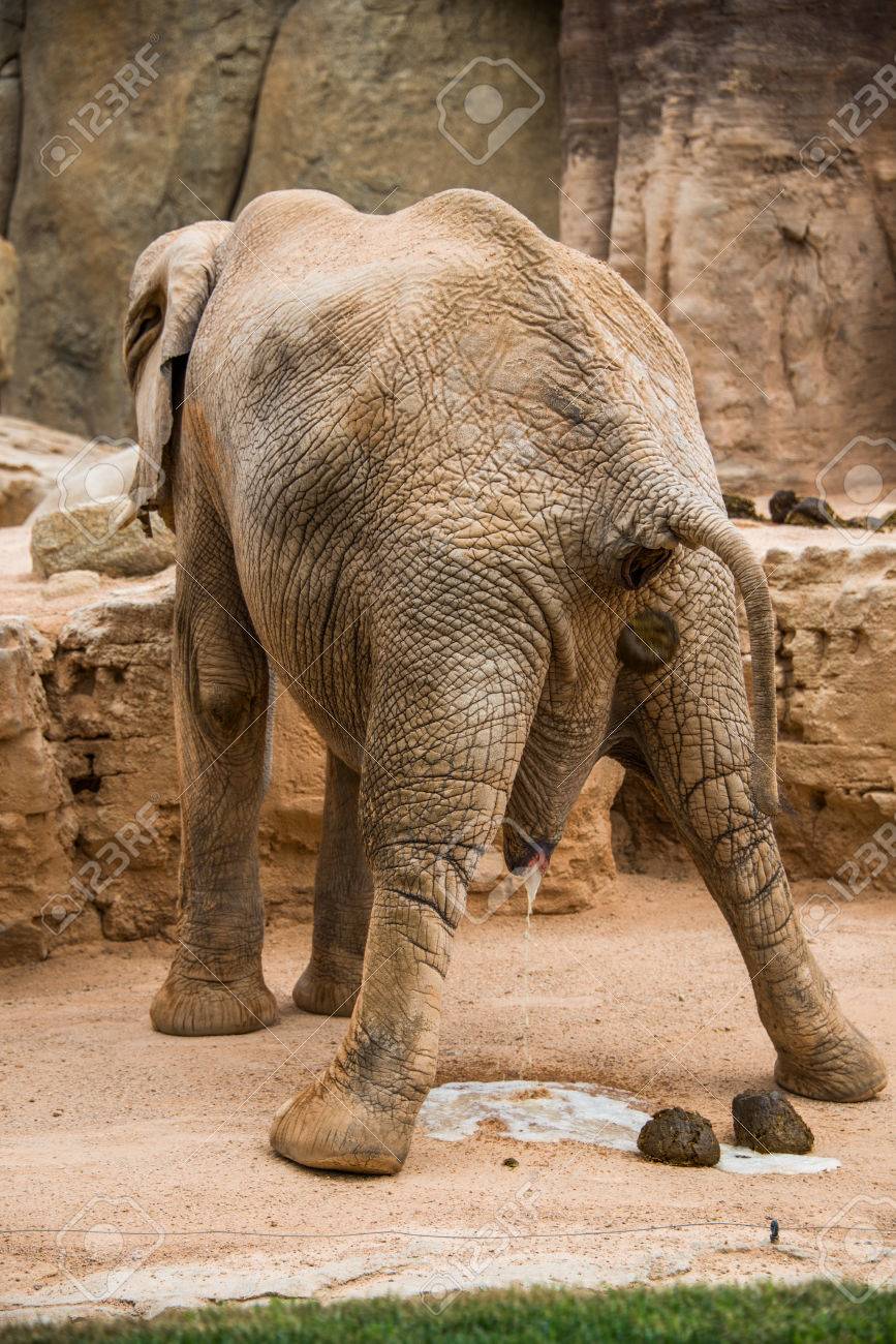 Pictures of elephants pooping
