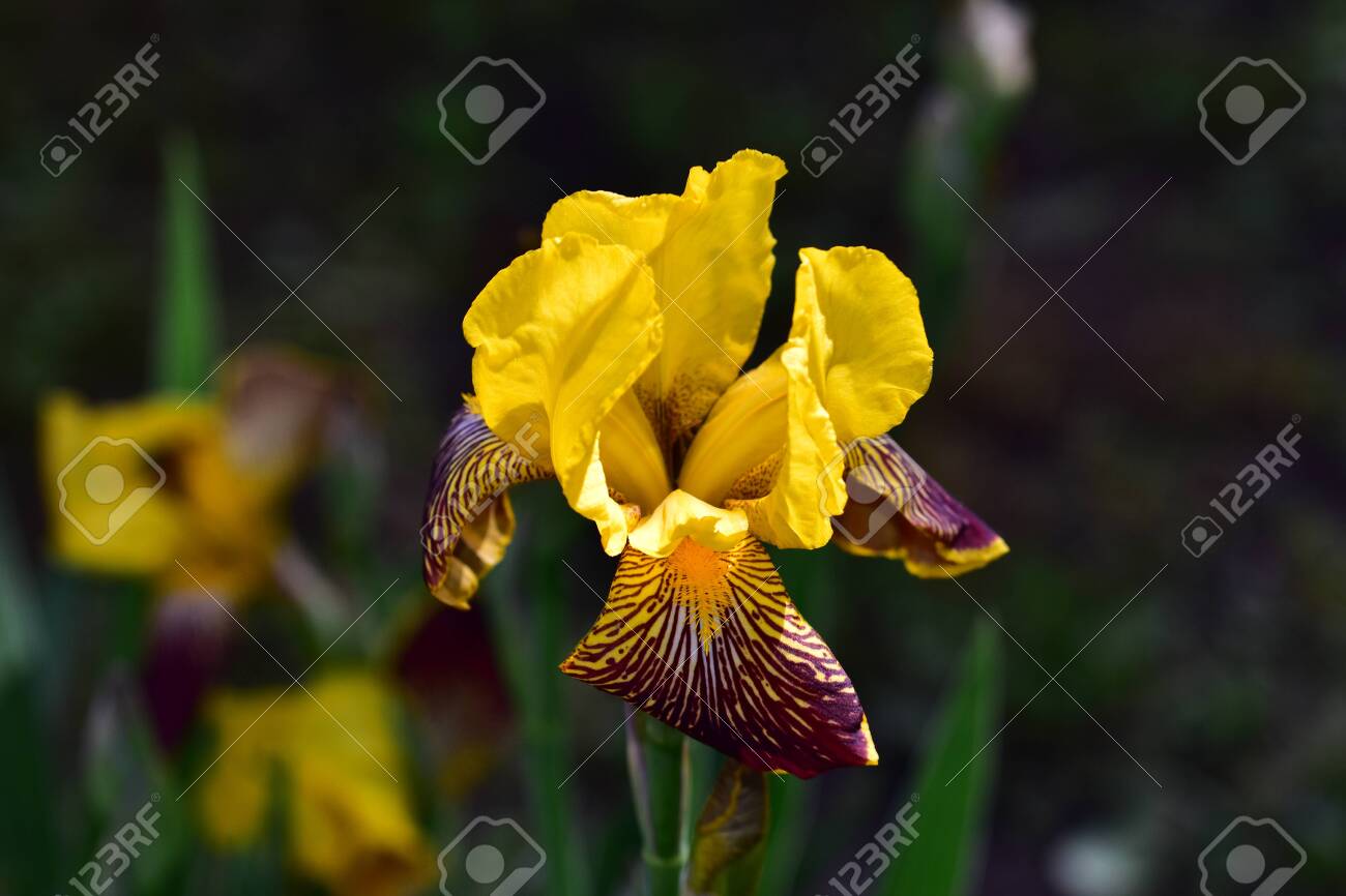 etiam-dictum-ipsum-a-felis