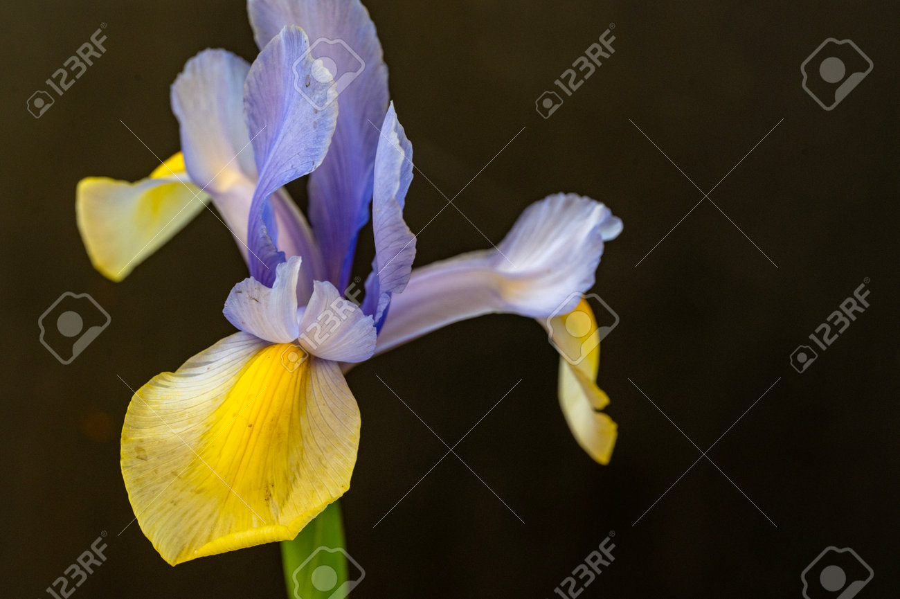 etiam-dictum-ipsum-a-felis