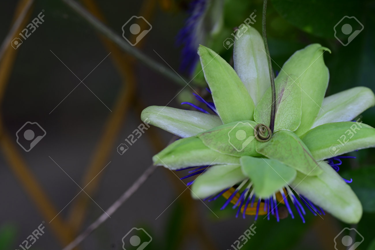 etiam-dictum-ipsum-a-felis