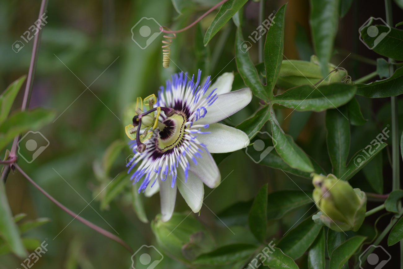 etiam-dictum-ipsum-a-felis