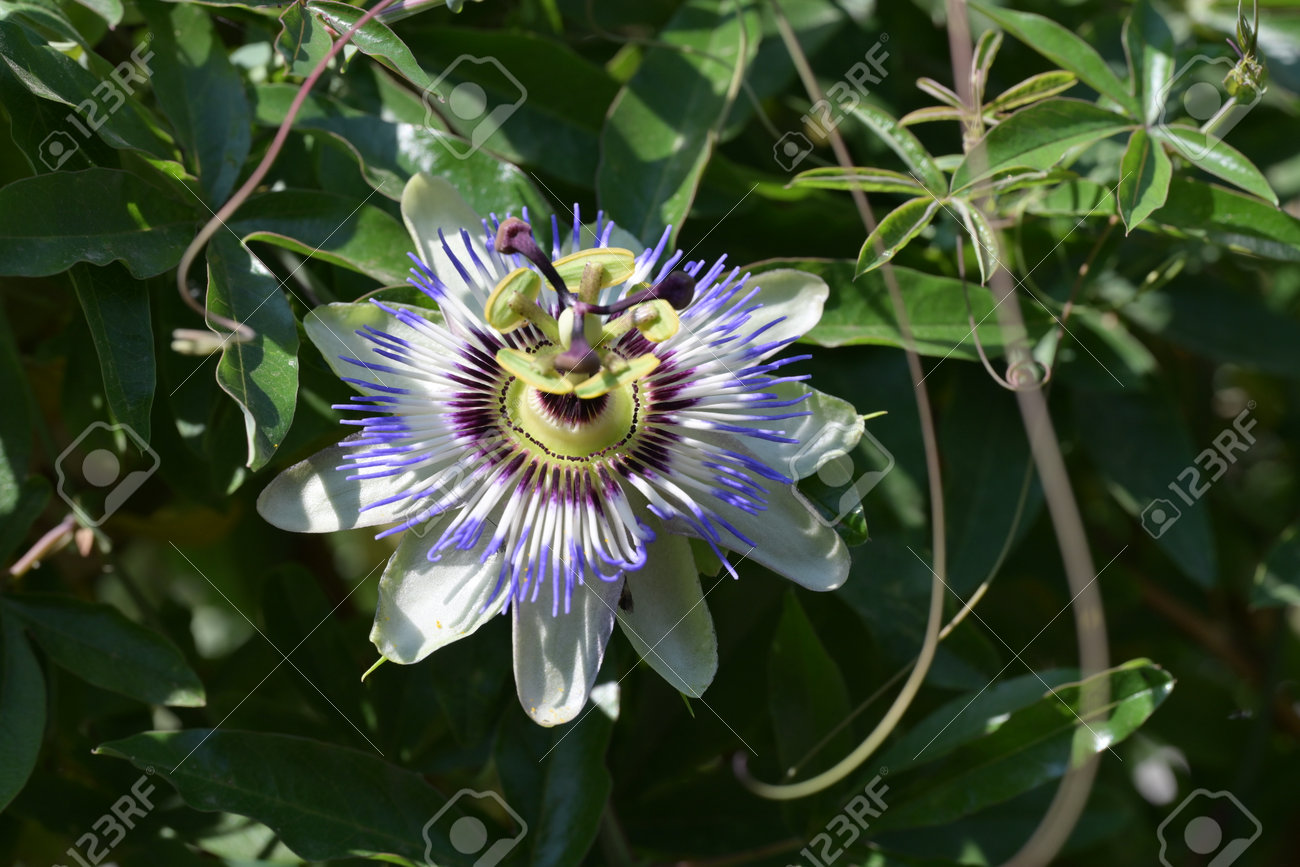 etiam-dictum-ipsum-a-felis