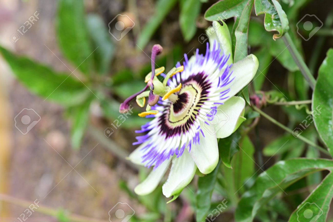 etiam-dictum-ipsum-a-felis