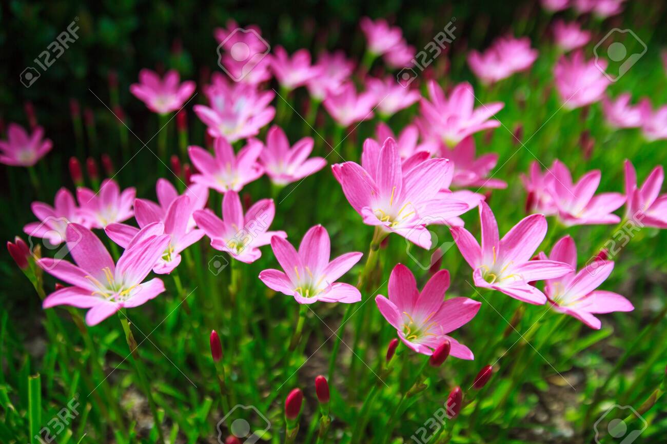 TÌNH YÊU CÂY CỎ ĐV4 - Page 19 144680821-pink-rain-lily-zephyranthes-rosea-planted-in-a-european-style-flower-garden-a-lot-of-blooming-pink-b