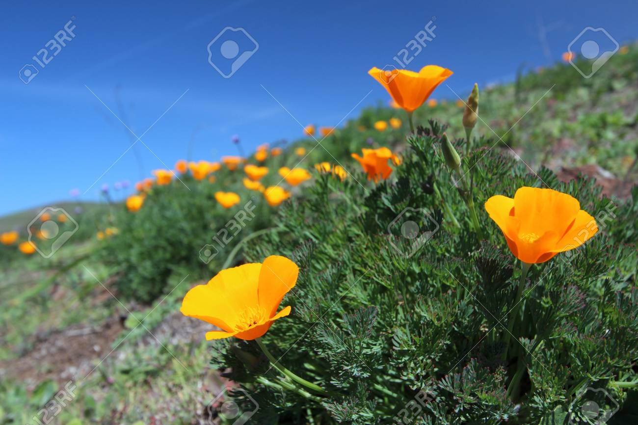 カリフォルニアポピーの花フィールド アメリカ合衆国 の写真素材 画像素材 Image