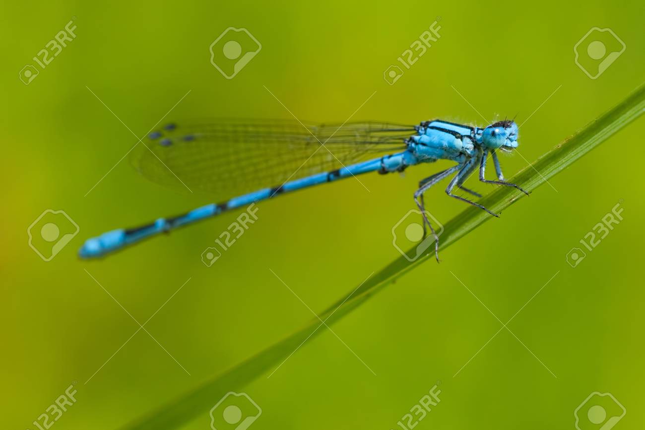 common blue damselfly enallagma cyathigerum on the grass focus
