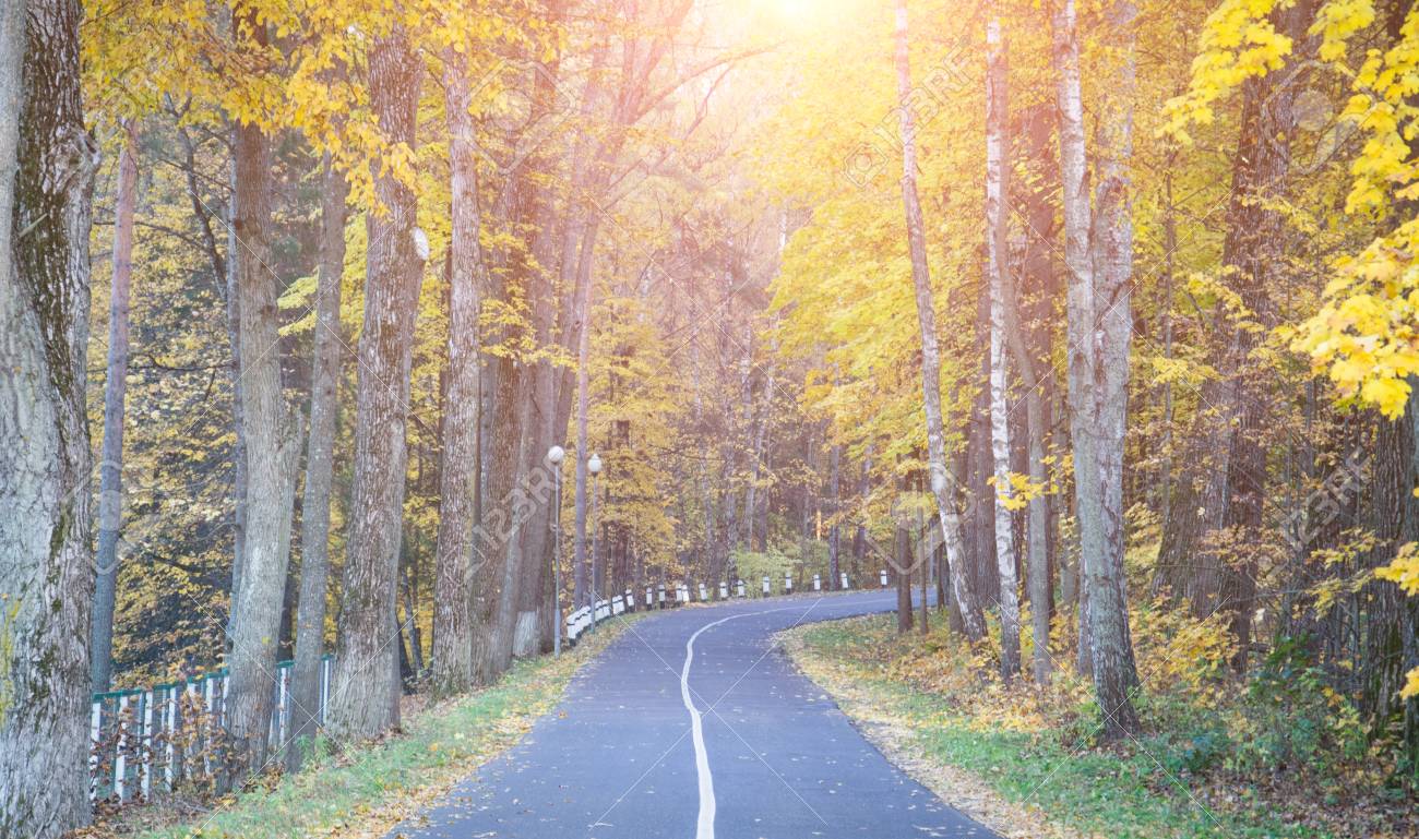 Autumn Forest Road Nature Background Or Texture Image Stock Photo Picture And Royalty Free Image Image