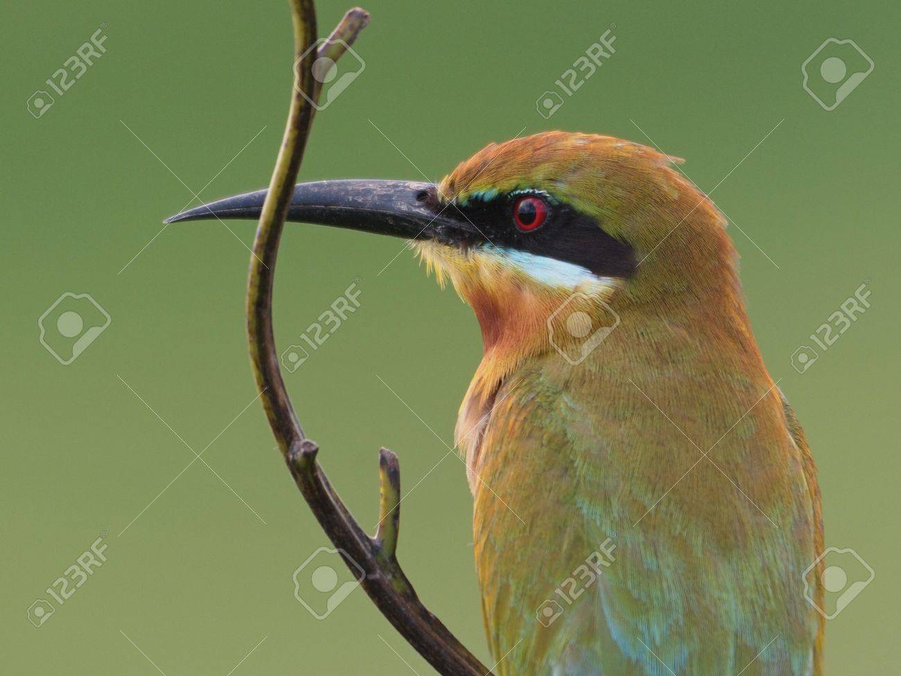 etiam-dictum-ipsum-a-felis