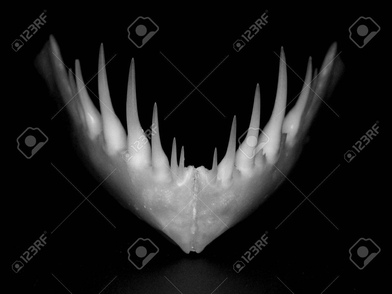 etiam-dictum-ipsum-a-felis