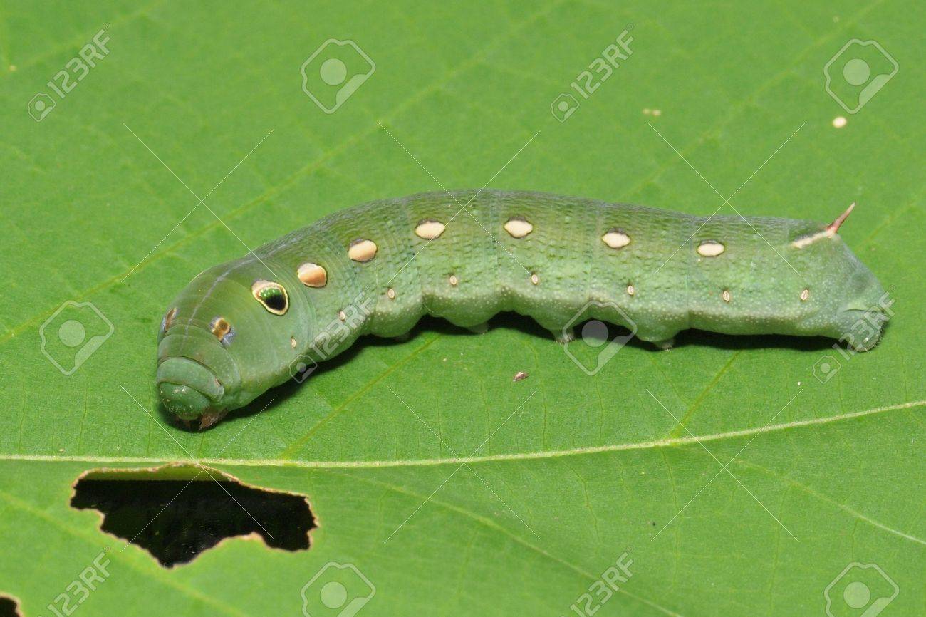 大きな 脂肪と緑の毛虫 の写真素材 画像素材 Image 大きな 脂肪と緑の毛虫 の写真素材 画像素材 Image