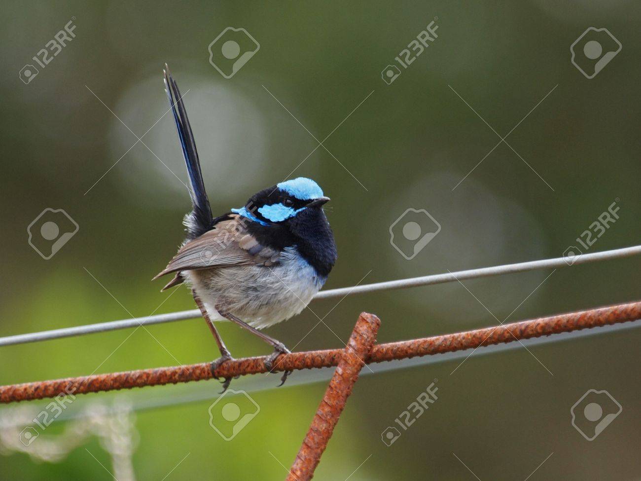 爆熱 油絵 フレーム付き ルリオーストラリアムシクイ 21超人気