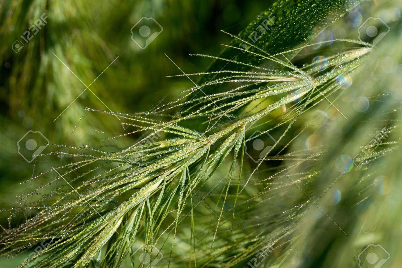 Green Grass with Dew Drops in the prairie field of the sanctuary park in the morning sun. Summer nature background with water droplets. - 128873392 Green Grass with Dew Drops in the prairie field of the sanctuary park in the morning sun. Summer nature background with water droplets. - 128873392