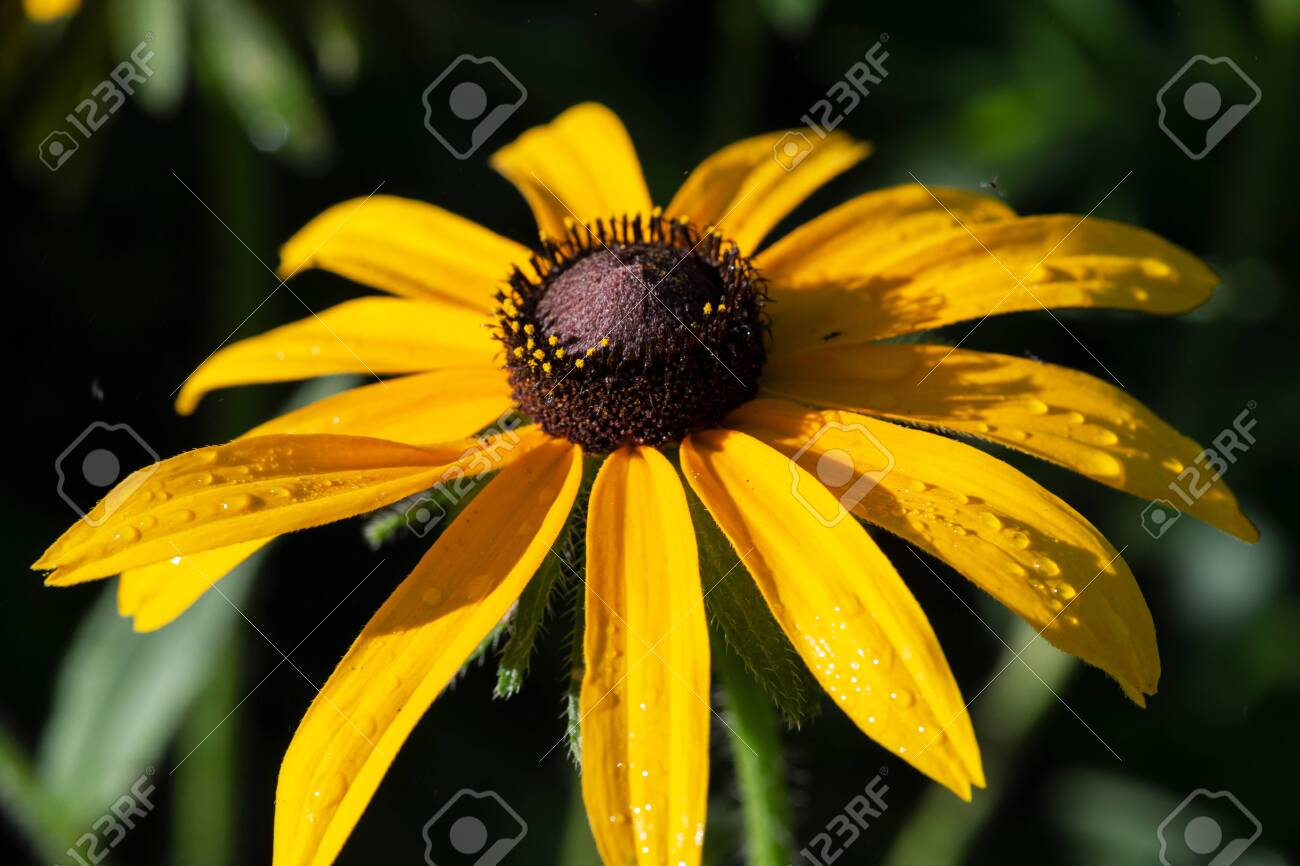 Yellow Coneflower flowering perennial plant from Asteraceae family. Echinacea paradoxa, a North American species in the sunflower family. - 128873397 Yellow Coneflower flowering perennial plant from Asteraceae family. Echinacea paradoxa, a North American species in the sunflower family. - 128873397