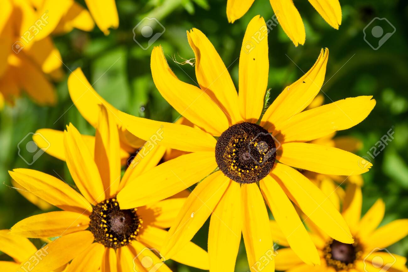 Yellow Coneflower flowering perennial plant from Asteraceae family. Echinacea paradoxa, a North American species in the sunflower family. - 128873401 Yellow Coneflower flowering perennial plant from Asteraceae family. Echinacea paradoxa, a North American species in the sunflower family. - 128873401