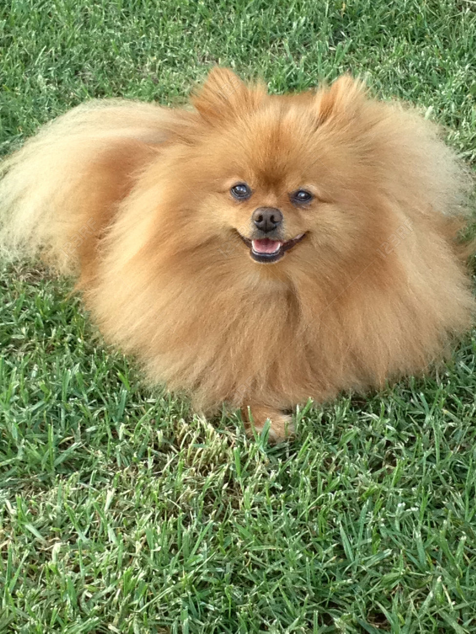 toy pom